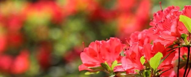 Eröffnung der schönen roten Azaleenblume im Frühlingsgartenblumenhintergrund