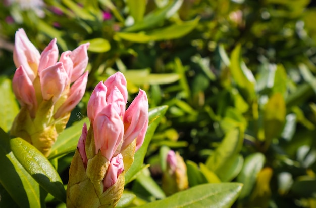 Eröffnung der schönen weißen Blume von Rhododendron Cunningham39s White im Frühlingsgarten Gartenkonzept