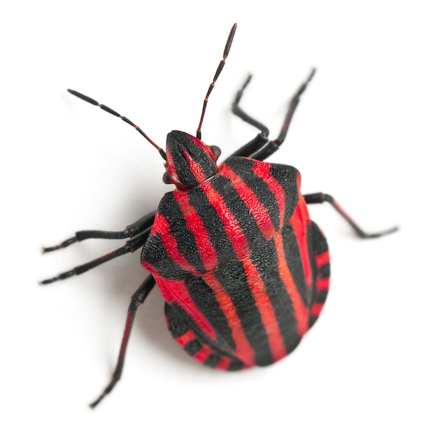 Error de escudo - Graphosoma lineatum, aislado en blanco