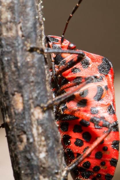 Error de Graphosoma lineatum