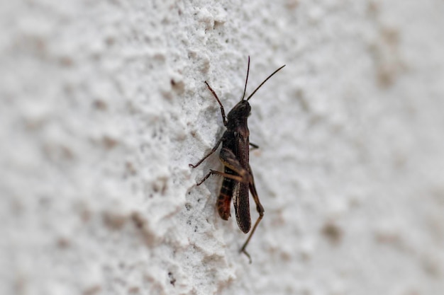 error en el primer plano de la pared, insecto grande