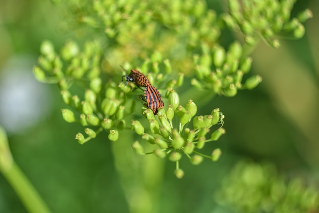 Error de rayas macro en una planta verde