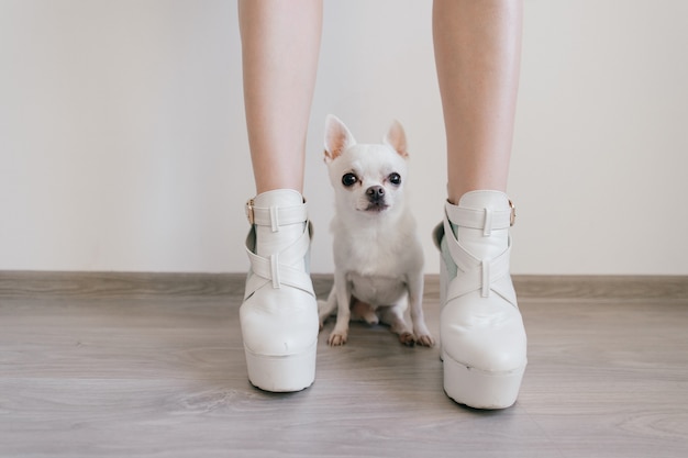 Erschrockener kleiner Chihuahua-Welpe, der auf Holzboden zwischen weiblichen Füßen sitzt und liegt