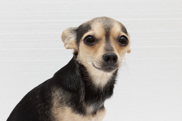 Erschrockener Spielzeugterrierhund auf Weiß