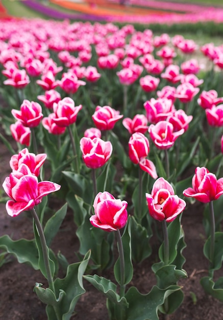 Erstaunlich blühende bunte Tulpenmuster im Freien Naturblumen Frühlingsgartenkonzept