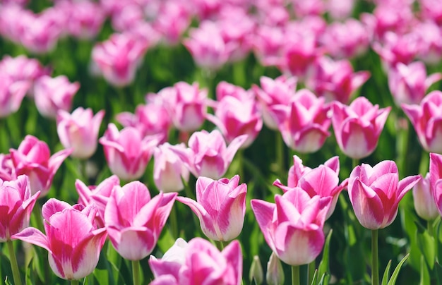 Erstaunlich blühende rosa Tulpen Muster im Freien Naturblumen Frühlingsgartenkonzept