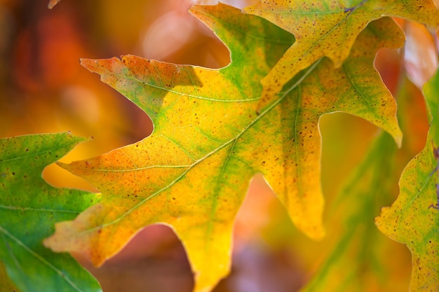 Erstaunlich bunter Herbstlaub Hintergrund weicher Fokus fallen