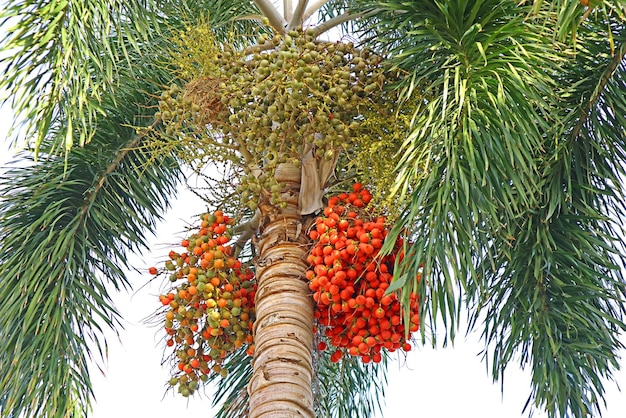 Erstaunlich fruchtende Betelnuss-Palme im Sonnenlicht