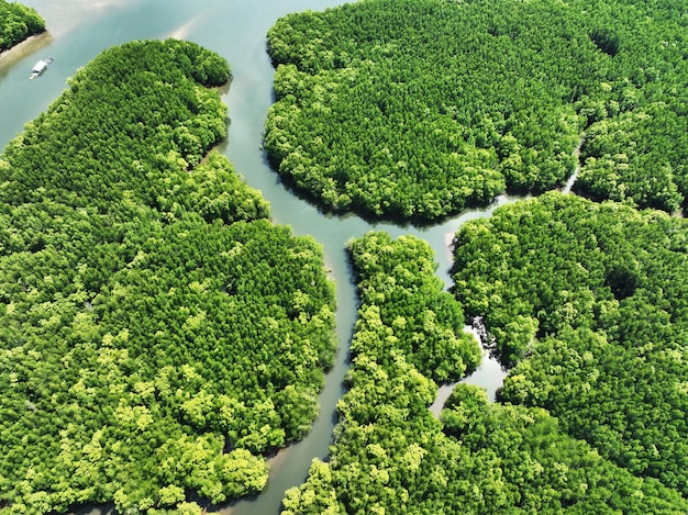 Erstaunlich reichlich Mangrovenwald Luftaufnahme von Waldbäumen Regenwald-Ökosystem und gesunder Umwelthintergrund Textur von grünen Bäumen Wald von oben nach unten Hohe Winkelansicht