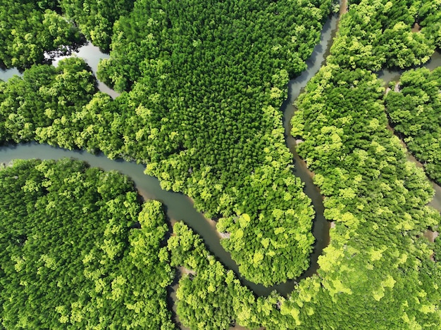 Erstaunlich reichlich Mangrovenwald Luftaufnahme von Waldbäumen Regenwald-Ökosystem und gesunder Umwelthintergrund Textur von grünen Bäumen Wald von oben nach unten Hohe Winkelansicht