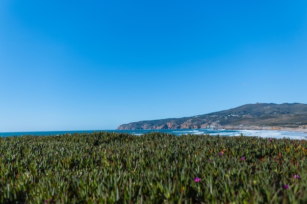 Erstaunlich schöne Aussicht mit einer grünen Blumenwiese das Meer und ein Berg mit blauem Himmel Urlaub in Portugal Landschaft Meer