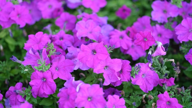 Erstaunlich schöne Blumen lila Petunien im Blumengarten