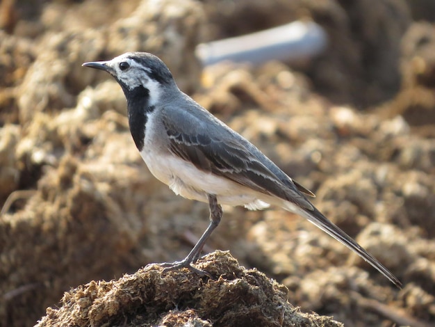 Erstaunlich schöne Natur und Vögel