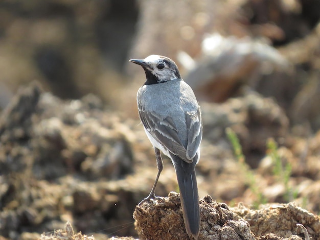 Erstaunlich schöne Natur und Vögel