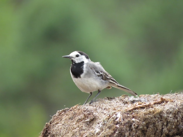 Erstaunlich schöne Vögel in der Natur