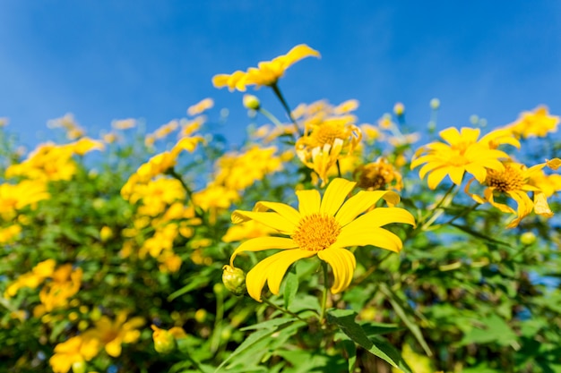 Erstaunliche Ansicht der mexikanischen Sonnenblume mit Landschaft des grünen Grases und des blauen Himmels.