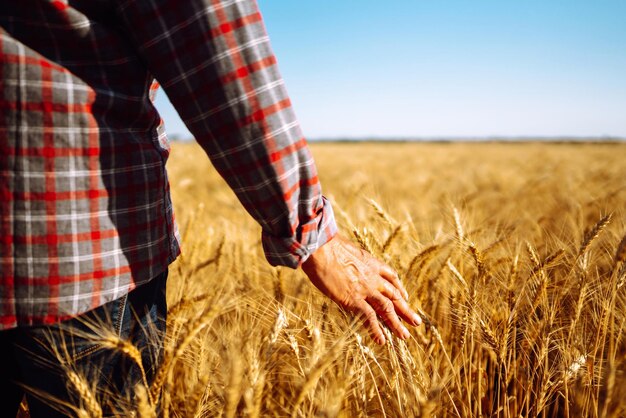 Erstaunliche Aussicht mit Mann mit dem Rücken zum Betrachter in einem Weizenfeld, das von der Hand der Stacheln berührt wird