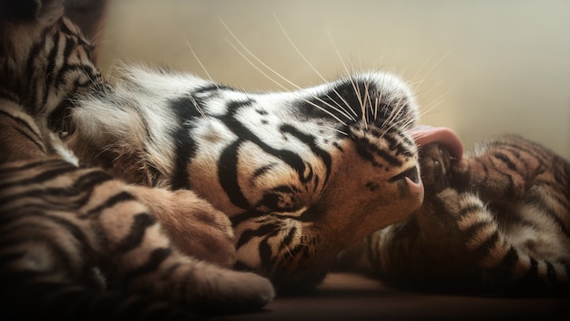 Erstaunliche bengalische Tiger in der Natur