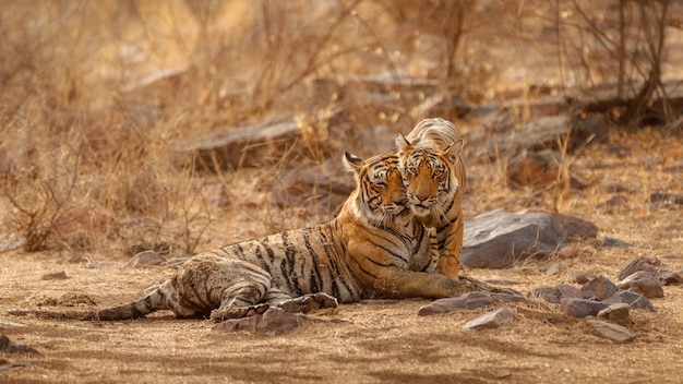 Erstaunliche bengalische Tiger in der Natur