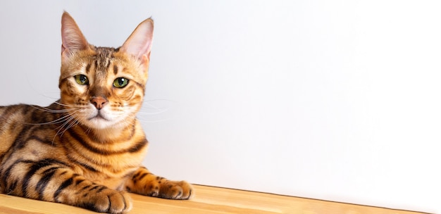 Erstaunliche Bengalkatze, die auf Tisch ruht. Banner mit einzigartiger gefleckter Hauskatze. Kopieren Sie den Speicherplatz auf der rechten Seite.