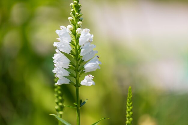 Erstaunliche bunte Blume