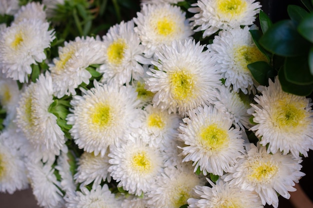 Erstaunliche bunte Frühlingsblumen im Blick