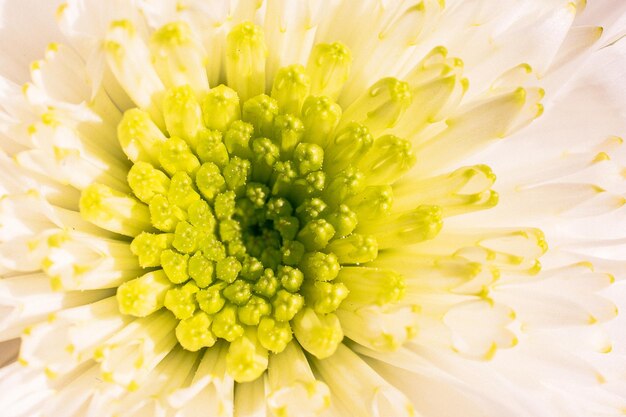 Erstaunliche bunte Frühlingsblumen im Makro