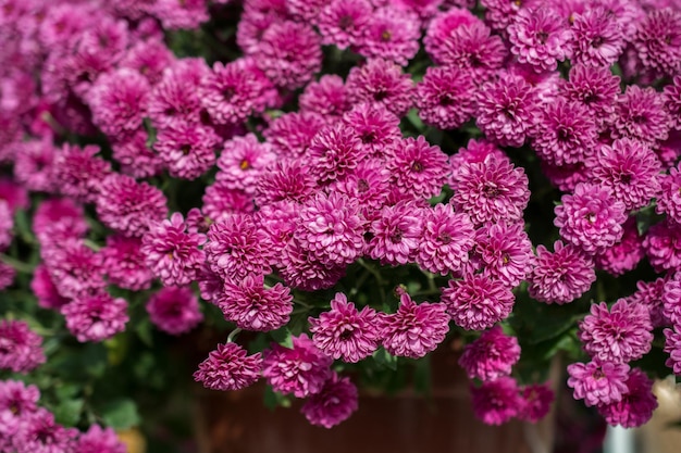 Erstaunliche bunte Frühlingsblumen in der Natur