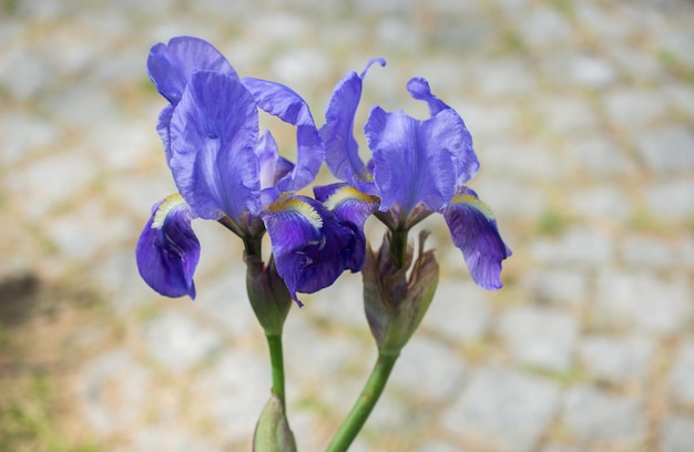 Erstaunliche bunte Frühlingsblumen in der Natur