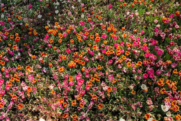 Erstaunliche bunte Frühlingsblumen in der Natur