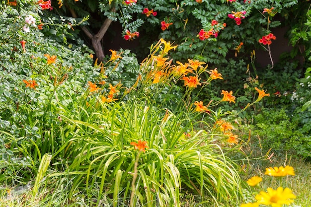 Erstaunliche frische Blumen im Sommergarten