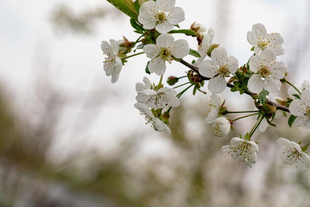 Foto erstaunliche frühlingsblüte baumzweige mit schönen blumen