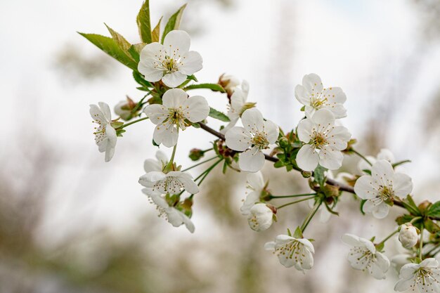 Foto erstaunliche frühlingsblüte baumzweige mit schönen blumen