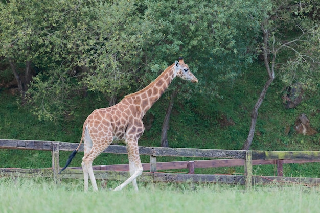 Erstaunliche große Giraffe