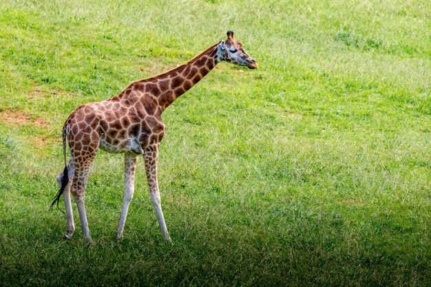 Erstaunliche große Giraffen