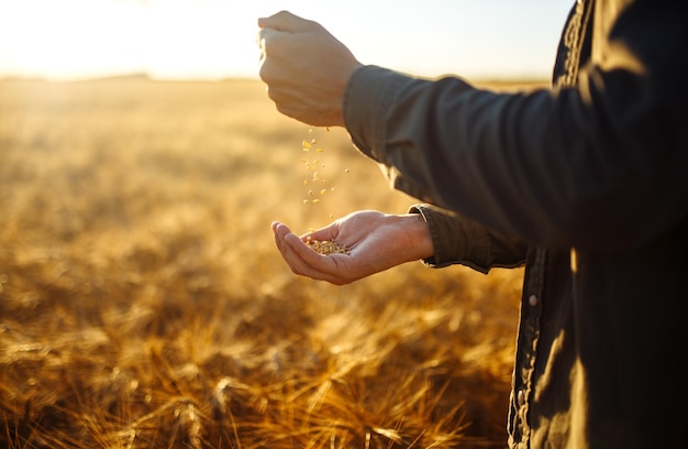 Erstaunliche Hände eines Landwirts, der eine Handvoll Weizenkörner auf einem Weizenfeld hält