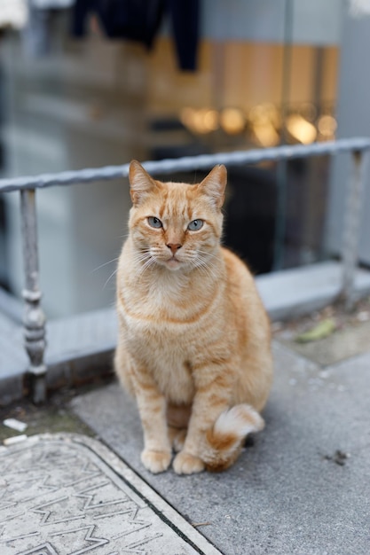 Erstaunliche Katze aus Istanbul, eine von vielen