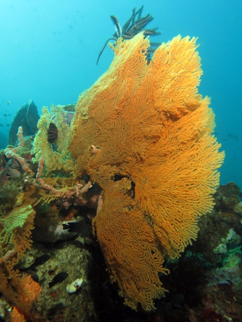 Erstaunliche Korallen der Lembeh Strait, Indonesien.