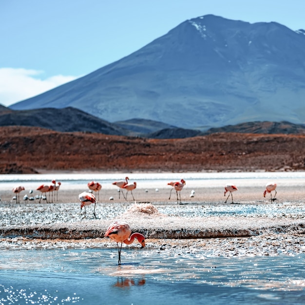 Erstaunliche Laguna Colorado Landschaft mit Herde der schönen Flamingos