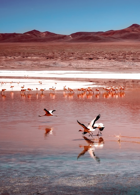 Erstaunliche Laguna Colorado Landschaft mit Herde der schönen Flamingos