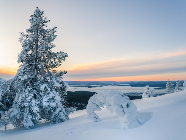 Erstaunliche Landschaft mit blauer Farbe Bergwald Sonnenaufgang und Schneedecke Schneebedeckte Bäume in der Polarregion am frühen Morgen