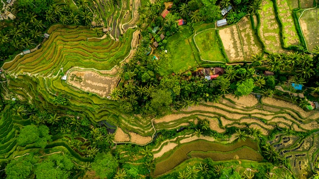 Erstaunliche Landschaft über Reisterrassen Luftaufnahme