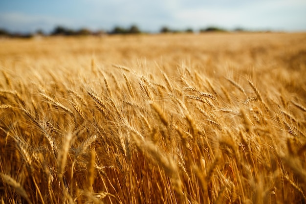 Erstaunliche Landwirtschaft Sonnenuntergang LandschaftWachstum Natur Ernte Weizenfeld Naturprodukt