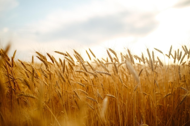 Erstaunliche Landwirtschaft Sonnenuntergang LandschaftWachstum Natur Ernte Weizenfeld Naturprodukt