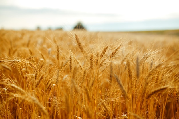 Erstaunliche Landwirtschaft Sonnenuntergang LandschaftWachstum Natur Ernte Weizenfeld Naturprodukt