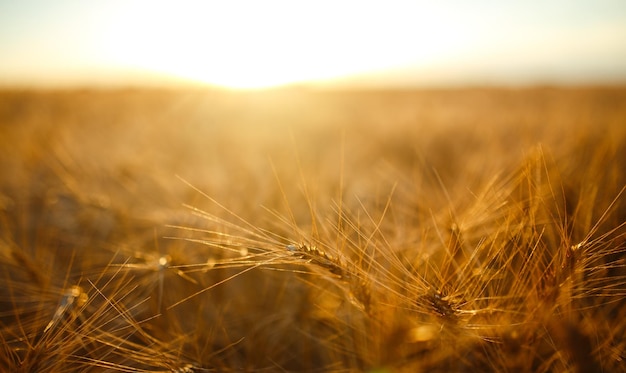 Erstaunliche Landwirtschaft Sonnenuntergang LandschaftWachstum Natur Ernte Weizenfeld Naturprodukt