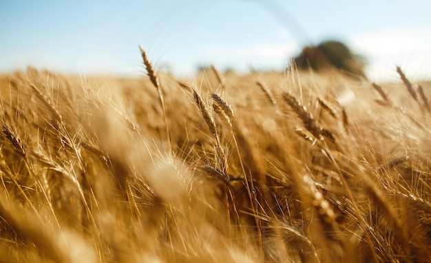 Erstaunliche Landwirtschaft Sonnenuntergang LandschaftWachstum Natur Ernte Weizenfeld Naturprodukt