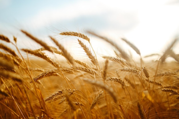 Erstaunliche Landwirtschaft Sonnenuntergang LandschaftWachstum Natur Ernte Weizenfeld Naturprodukt