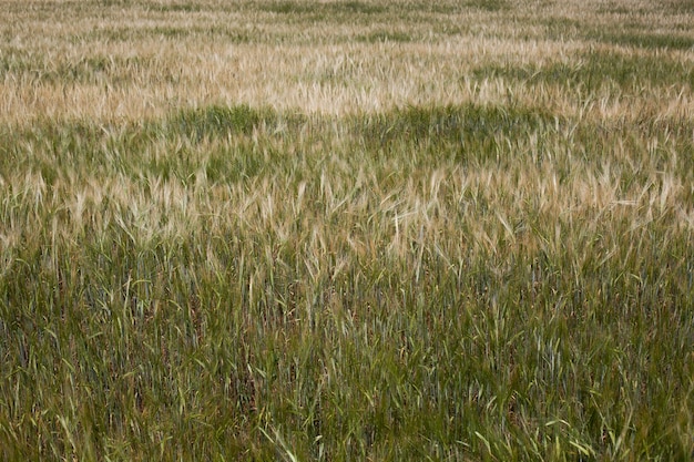 Erstaunliche Landwirtschaftslandschaft der Ohren des goldenen Weizenfeldes