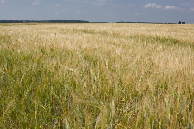 Erstaunliche Landwirtschaftslandschaft der Ohren des goldenen Weizenfeldes